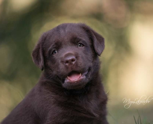 Approfondimenti Per Conoscere Meglio Il Labrador Retriever