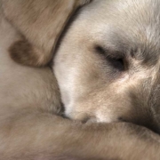 Parvovirus nel cane: cause, sintomi e cure