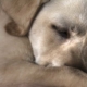 Parvovirus nel cane: cause, sintomi e cure