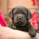 10 consigli su cosa fare e non fare quando arriva il cucciolo