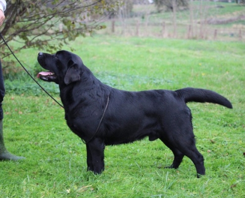 DEACON JONES z Grodu Hrabiego Malmesbury