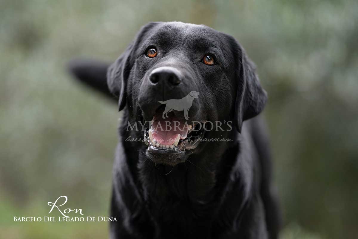 labrador nero maschio