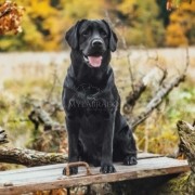 Energie Booster: una ricarica di energia per il tuo cane