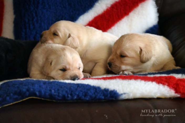 Cuccioli MyLabrador