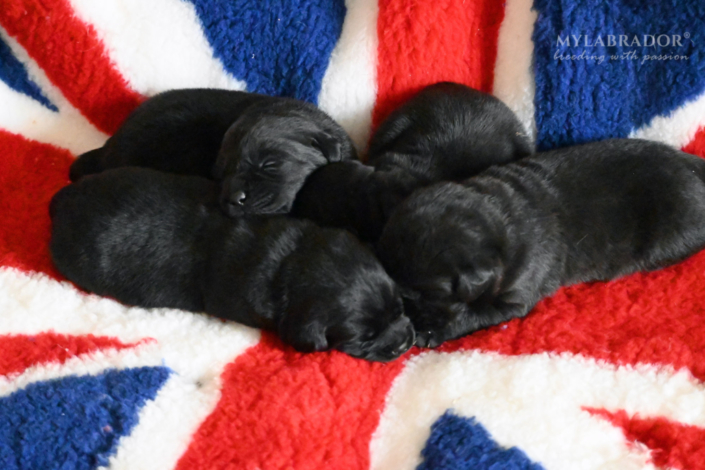 Cuccioli MyLabrador