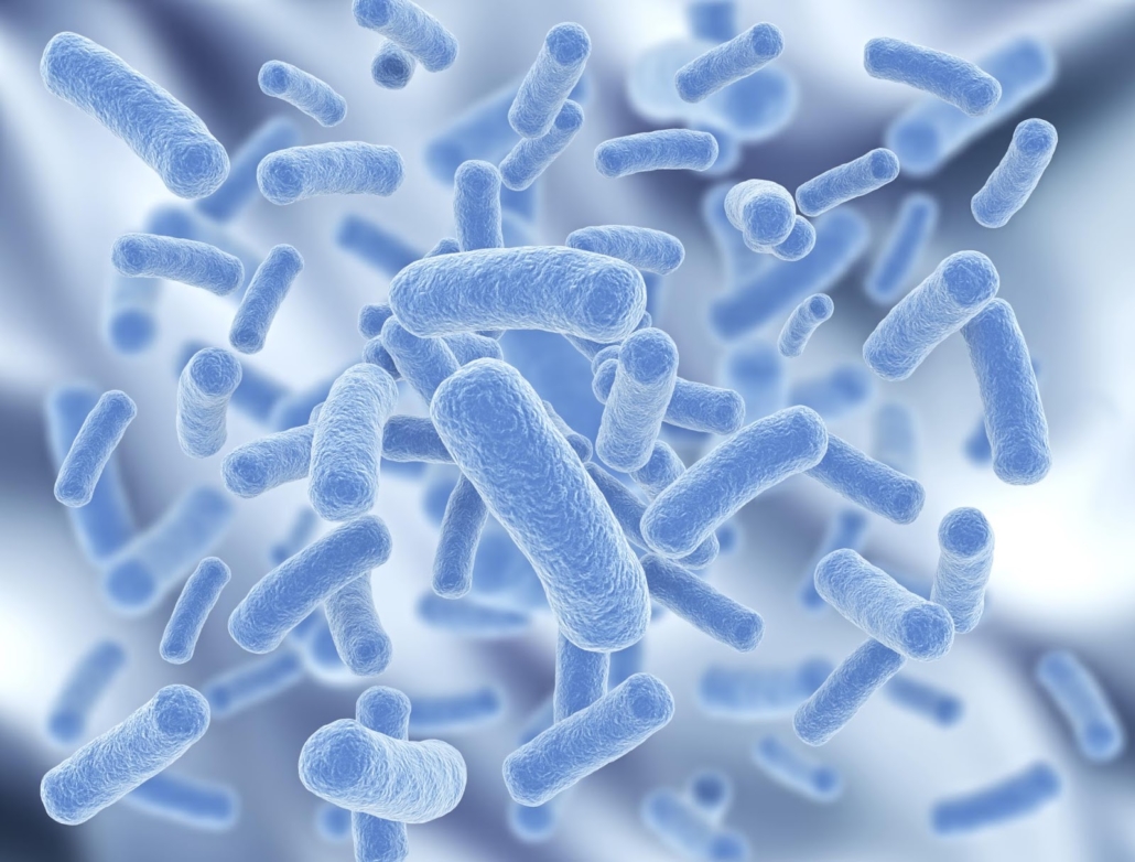 L'importanza del microbiota intestinale nella salute del cane