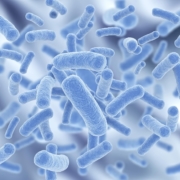 L'importanza del microbiota intestinale nella salute del cane