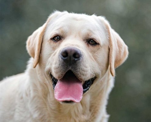 Unicum Fortuna Indi for MyLabrador