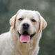 Unicum Fortuna Indi for MyLabrador