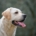 Unicum Fortuna Indi for MyLabrador