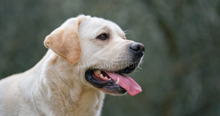 Unicum Fortuna Indi for MyLabrador