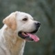 Unicum Fortuna Indi for MyLabrador