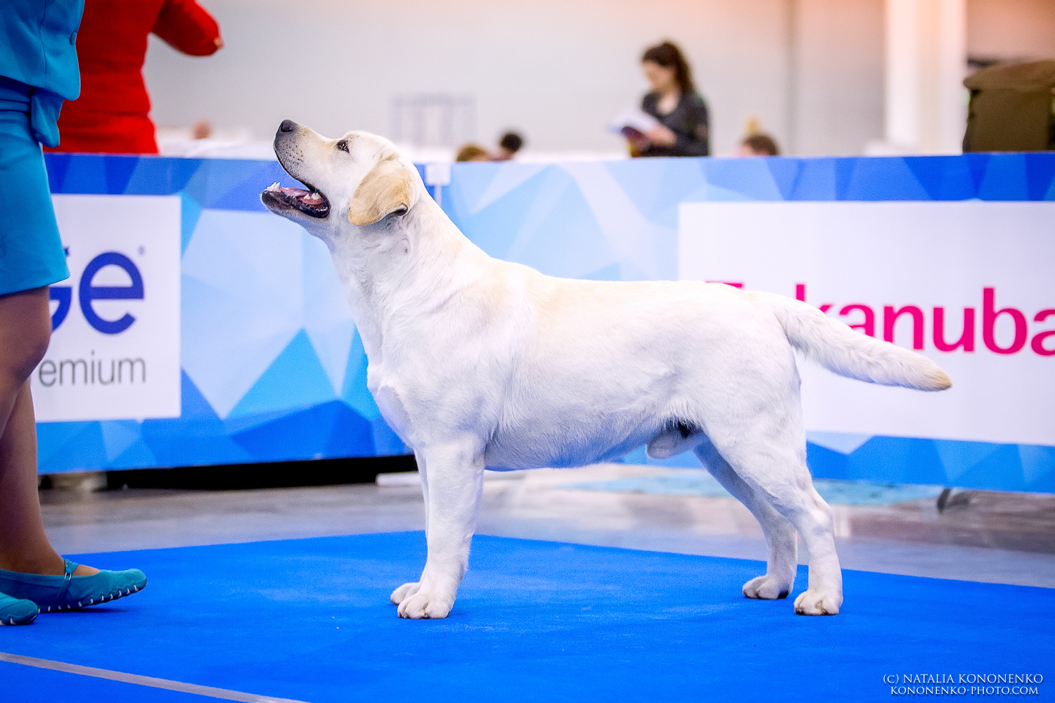 Multi Ch WW Bravo Messi (Int Ch, World Winner 2017, Junior European Winner 2017, Vice World Winner 2019, Multi Ch)