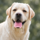 Unicum Fortuna Indi for MyLabrador Unicum Fortuna Indi for MyLabrador