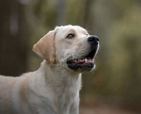 Unicum Fortuna Indi for MyLabrador