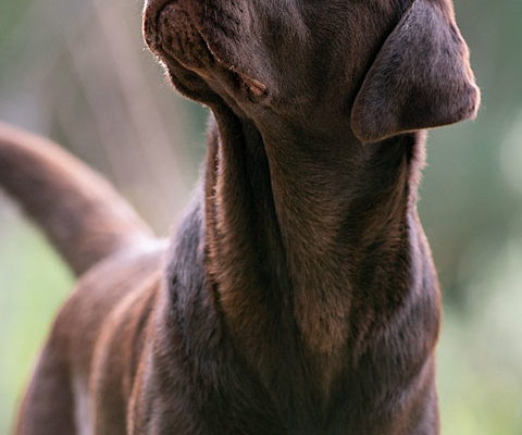 MyLabrador’s Nice Dream