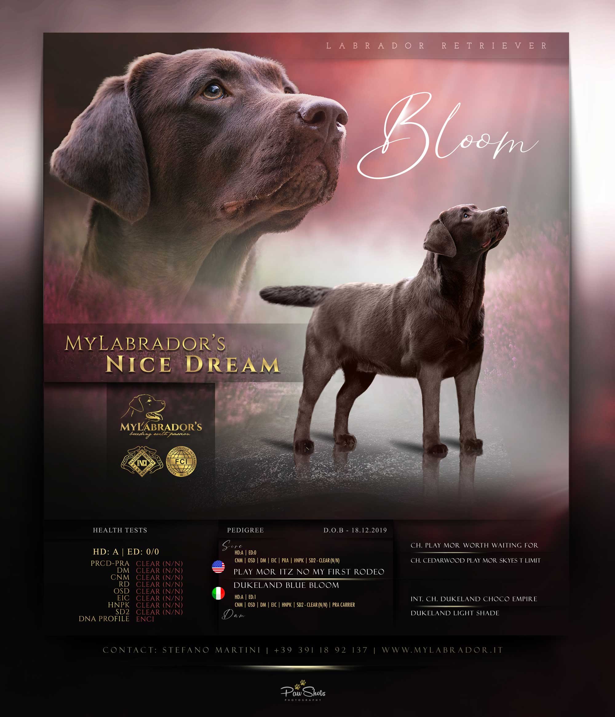 MyLabrador’s Nice Dream