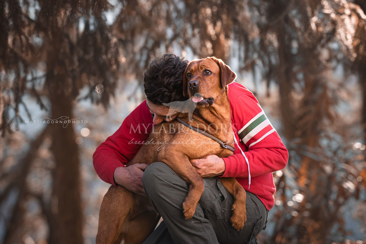 Cucciola MyLabrador RedFox
