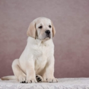 cucciola labrador miele