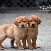 cuccioli labrador redfox