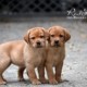 cuccioli labrador redfox