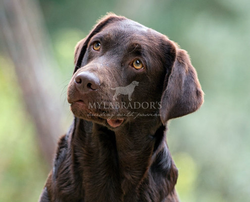 Nigh Single Rainbow for MyLabrador