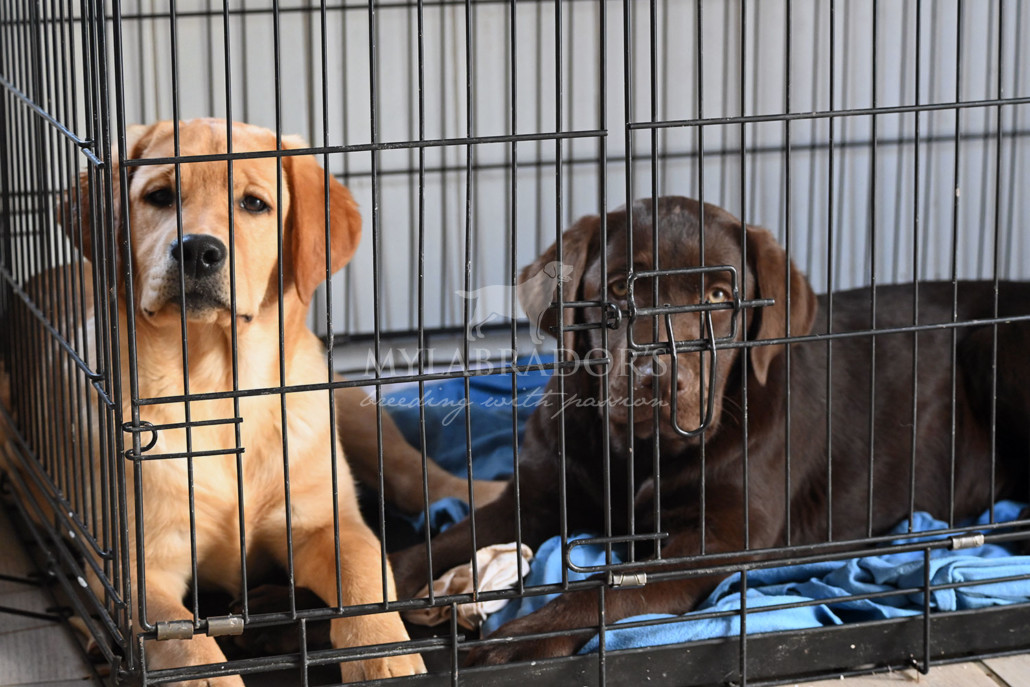 Come abituare il cucciolo al kennel: la guida completa