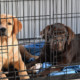 Come abituare il cucciolo al kennel: la guida completa