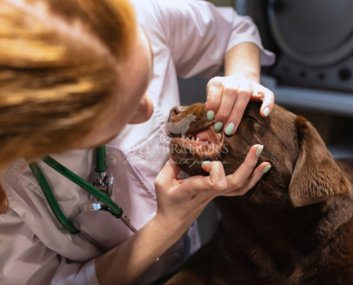 Mastocitoma cutaneo nel cane: cause, sintomi e cure