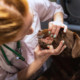 Mastocitoma cutaneo nel cane: cause, sintomi e cure