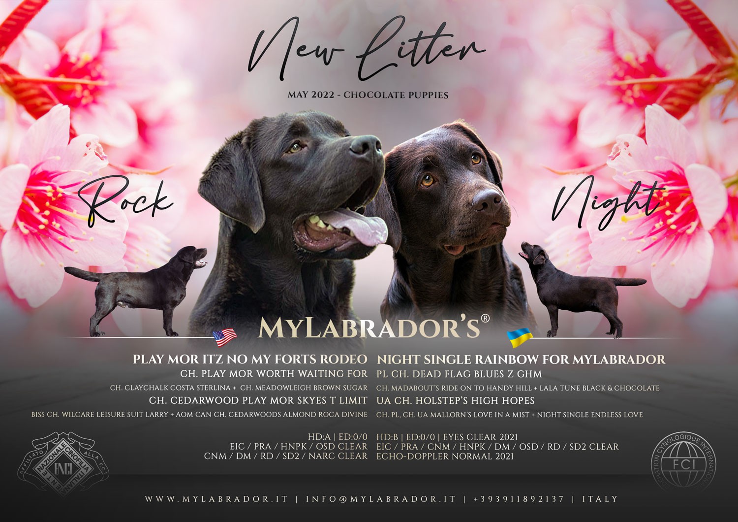 Cucciolata Chocolate MyLabrador "Rock x Night"