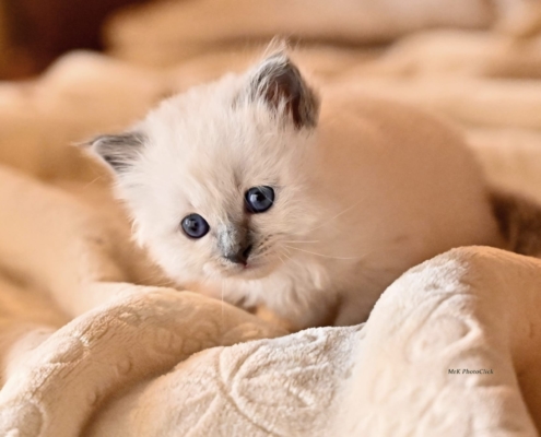 cuccioli sacro birmania 2