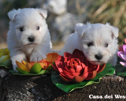 cuccioli westie