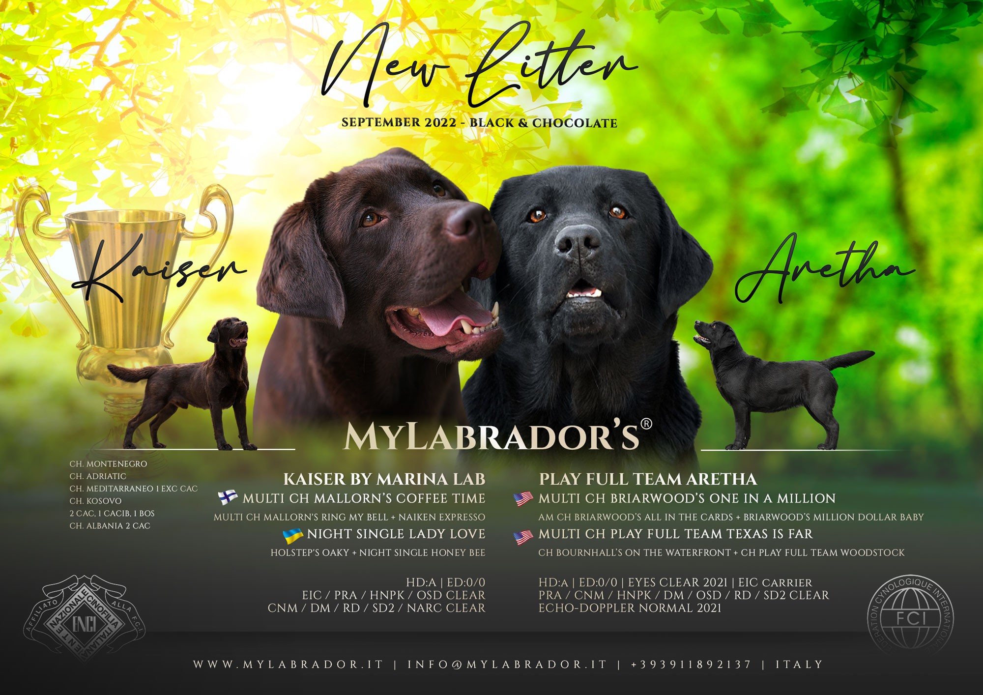 Cucciolata Chocolate MyLabrador "Kaiser x Aretha"
