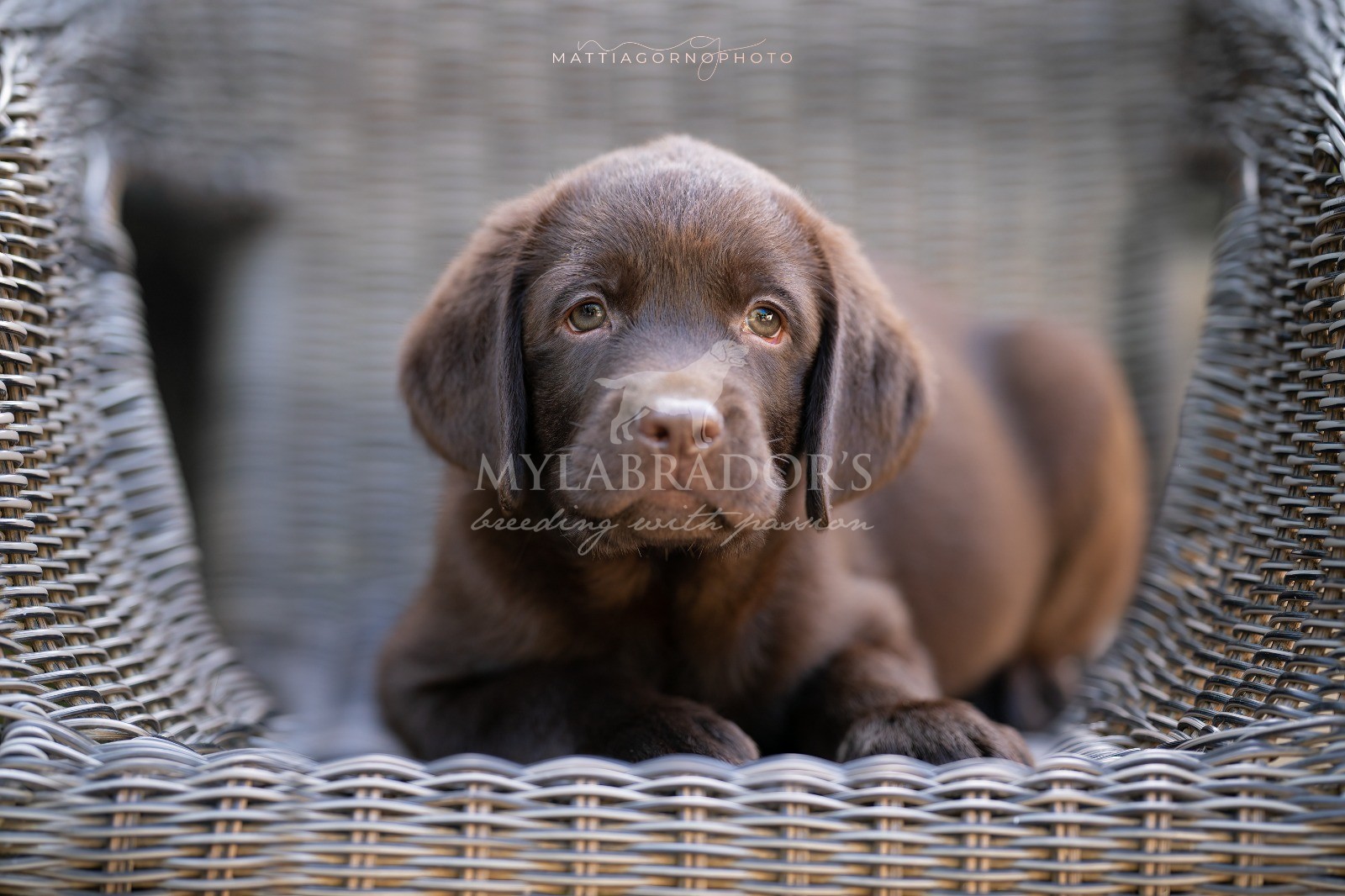 Allevamento MyLabrador Roma