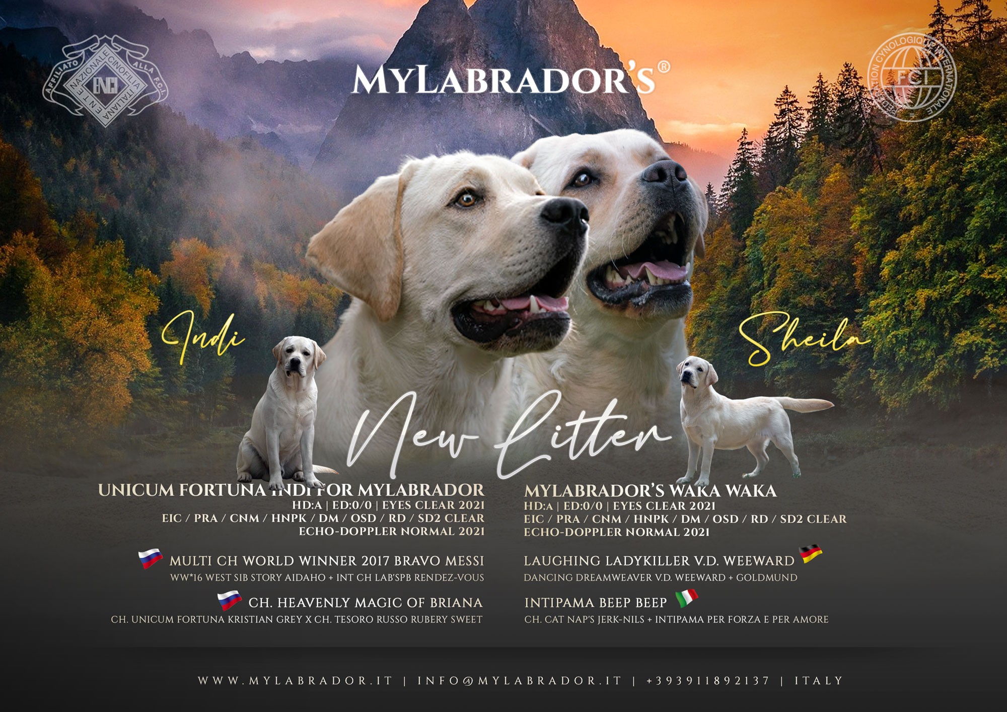 Cucciolata MyLabrador Gialla (Indi x Sheila)