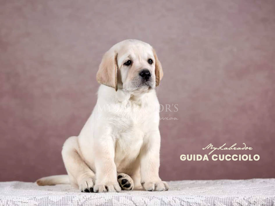 Guida al cucciolo MyLabrador