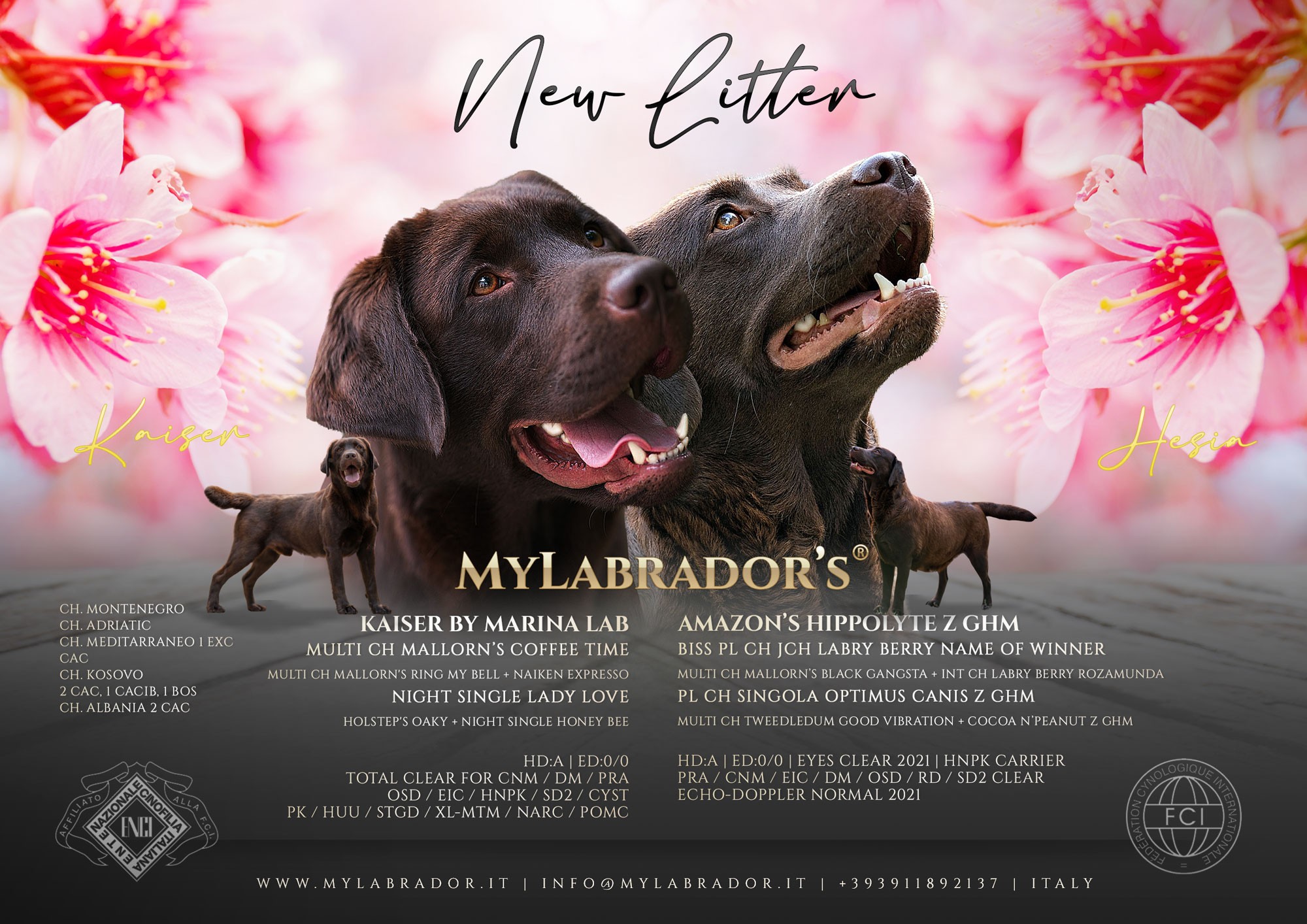 Cucciolata Chocolate MyLabrador "Kaiser x Hesia"