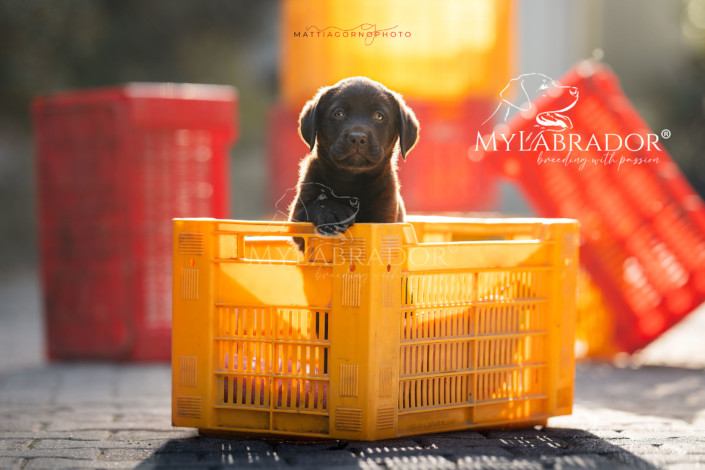 Cucciola Chocolate MyLabrador
