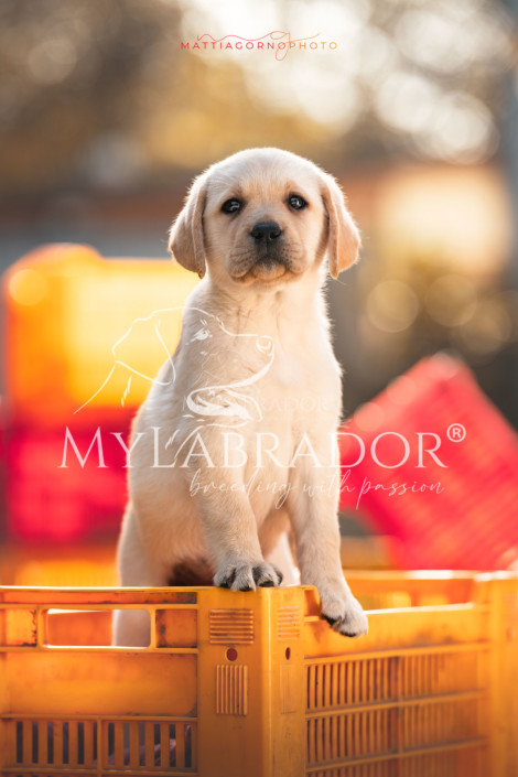 Cucciola Gialla MyLabrador