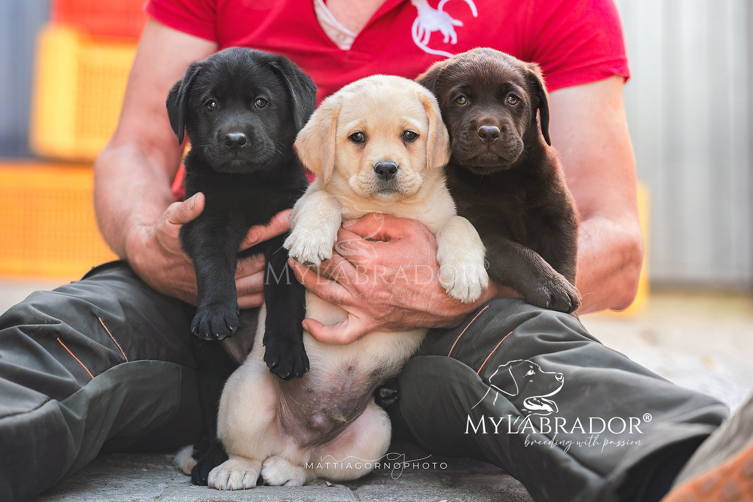 Allevamento MyLabrador Abruzzo