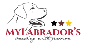 Allevamento MyLabrador
