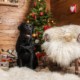 Un cane come regalo di Natale: le ragioni che dovrebbero farci desistere