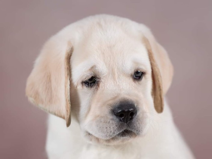 Baylador Nebraska for MyLabrador