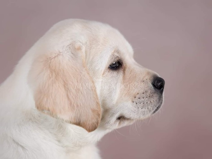 Baylador Nebraska for MyLabrador