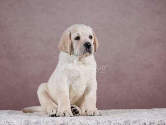 Baylador Nebraska for MyLabrador