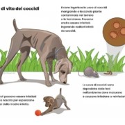 Coccidi cane: cause, sintomi e cura della coccidiosi