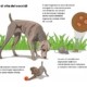 Coccidi cane: cause, sintomi e cura della coccidiosi