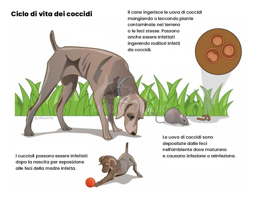 how to treat coccidia in dogs at home