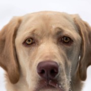 Labrador Dudley: genetica e caratteristiche